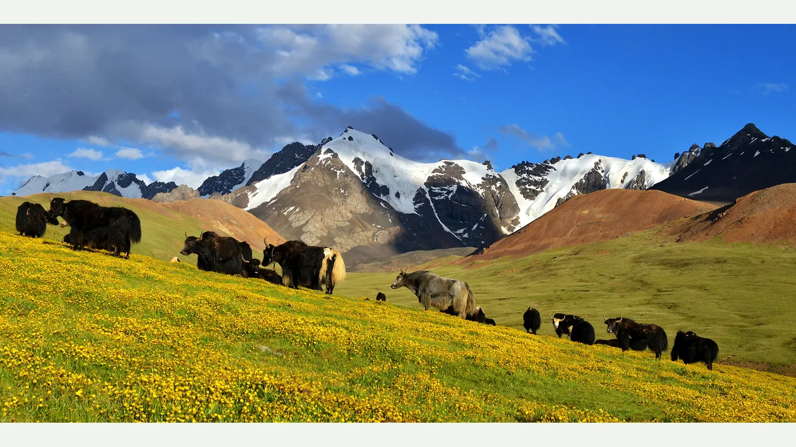 Environmental landscape
