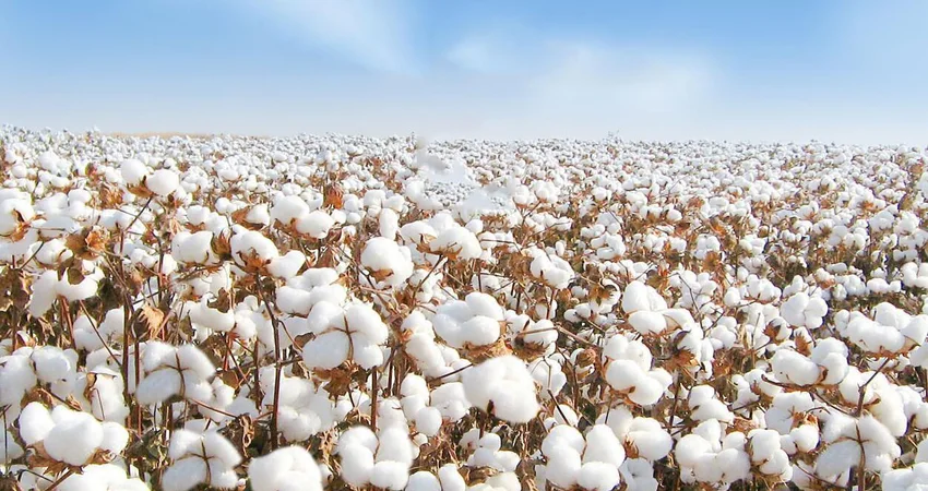 Turpan Xinjiang cotton and sustainable fabric direction